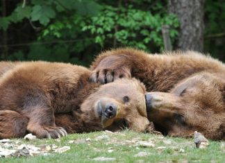 These are the best places in Spain to see the brown bear, the largest land animal in the Iberian Peninsula