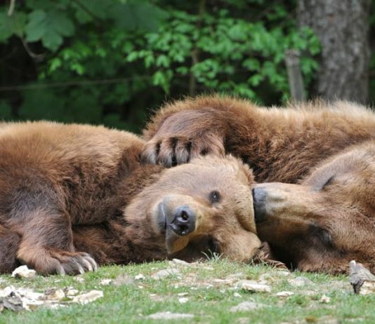 These are the best places in Spain to see the brown bear, the largest land animal in the Iberian Peninsula