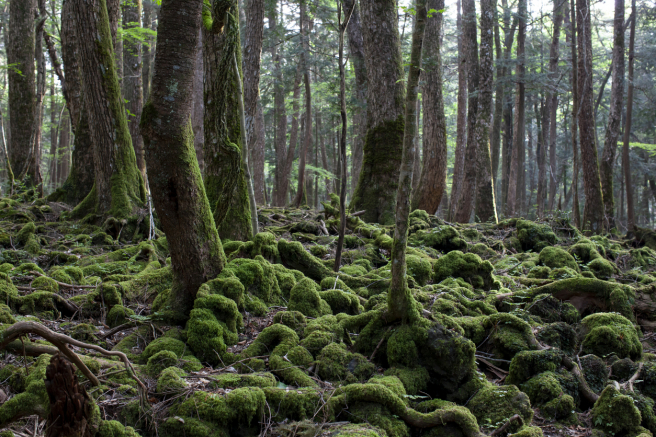 Aokigahara Forest, Japan