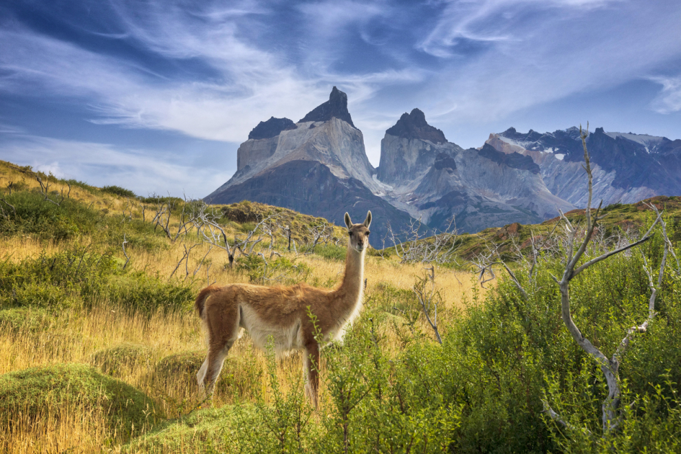 The explosion of nature provided by places such as the Torres del Paine National Park or the unique Atacama desert already justify a getaway to the Andean country.  Is not sufficient?  Well, it also has six thousand kilometers of coastline and its own unique places in the world such as Valparaíso, the Patagonian region and Easter Island.