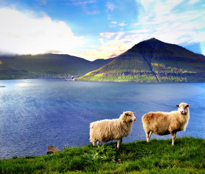 Sheep in the Faroe Islands.