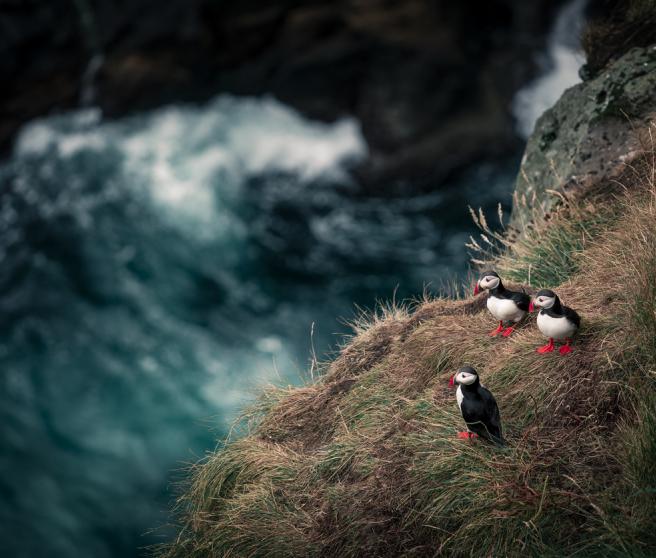 Puffins in the Faroe Islands.