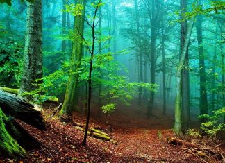 Irati Forest: adventure sports and Pyrenean gastronomy in the second largest beech forest in Europe