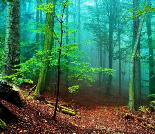 Irati Forest: adventure sports and Pyrenean gastronomy in the second largest beech forest in Europe