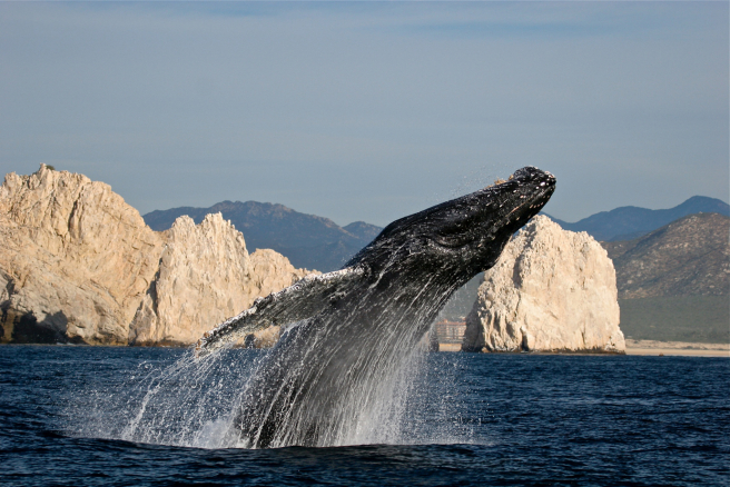 The whale sanctuary is an ideal place to enjoy nature in all its splendor.