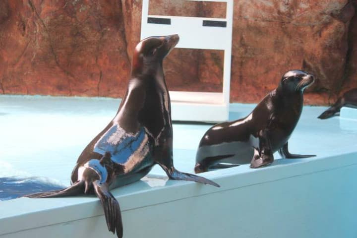 Sea lion show at the Mazatlan Aquarium Photo Jesús Guzmán in El Sol de Mazatlán