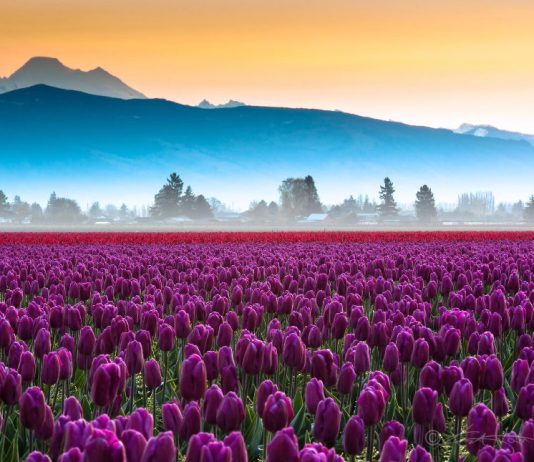 Spring begins in the southern hemisphere: the best destinations to enjoy it