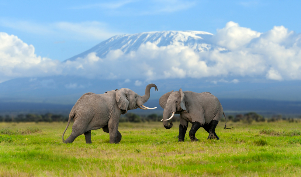 Safari destination par excellence in East Africa, its endless plains are home to the big five of African wildlife: lions, leopards, buffalo, elephants and rhinos.  The most active can bet on an excursion to Kilimanjaro, the highest mountain in Africa (5,895 meters).