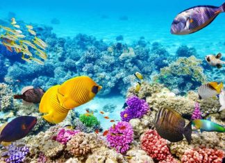 The Great Barrier Reef: Where, How And Excursions