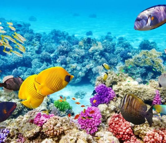 The Great Barrier Reef: Where, How And Excursions