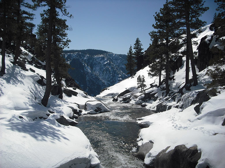 forest-tahoe