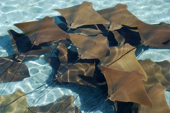 Diving with mantarays.  Photo by Mary Gasaway