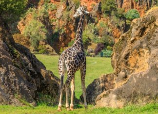 Wild visit to the Cabárceno Nature Park