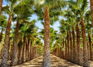 Elx, the city hidden in the largest palm grove in Europe