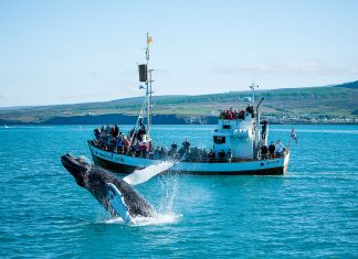 Admiring the wild whales in Húsavik Iceland