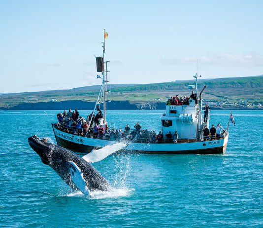 Admiring the wild whales in Húsavik Iceland