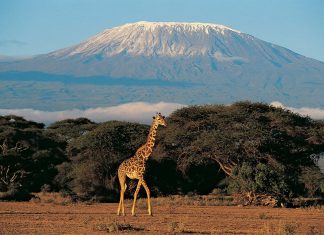 Kilimanjaro, the top of Africa