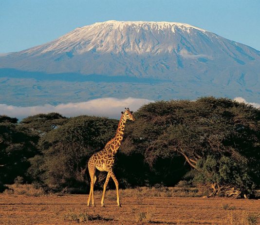 Kilimanjaro, the top of Africa