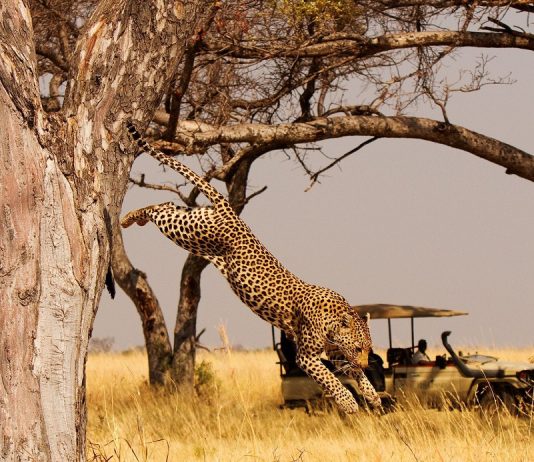 Tips for going on safari in Botswana