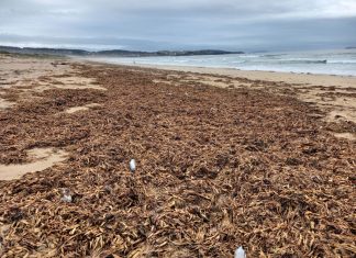 An unusual tide of water hyacinths reaches Galicia and threatens rivers and protected wetlands