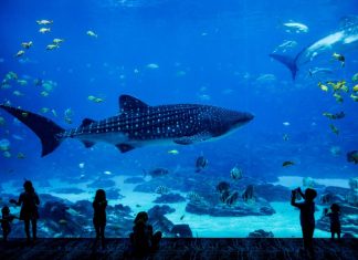 The 8 Best Aquariums and Zoos in New York