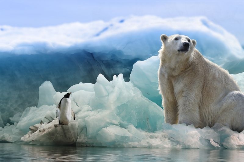 Polar bear and penguin in the Arctic