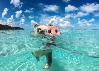 The 20 best beaches in the Bahamas that you must visit