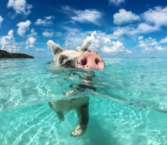 The 20 best beaches in the Bahamas that you must visit