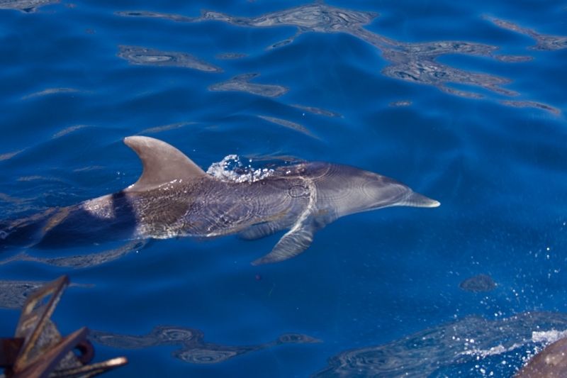 Dolphin in Tenerife