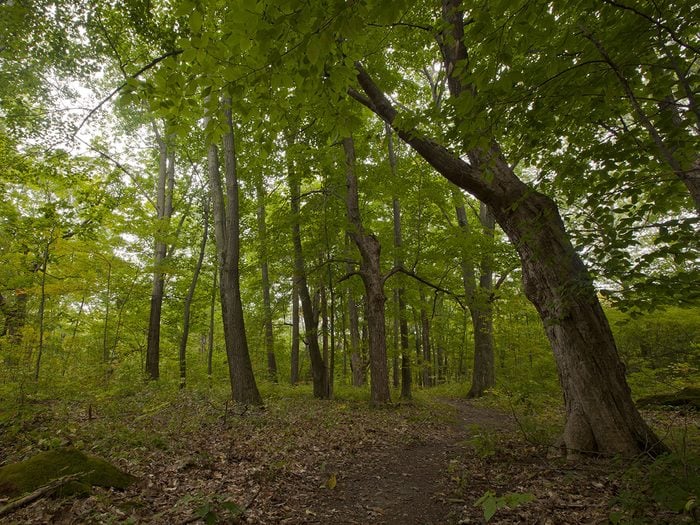 The Freetown-Fall River Forest is one of the haunted forests in the world.