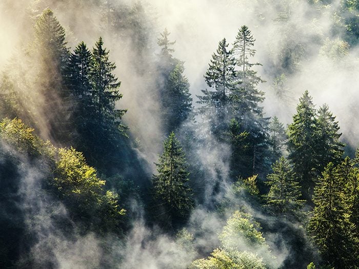 The Black Forest is one of the haunted forests of the world.