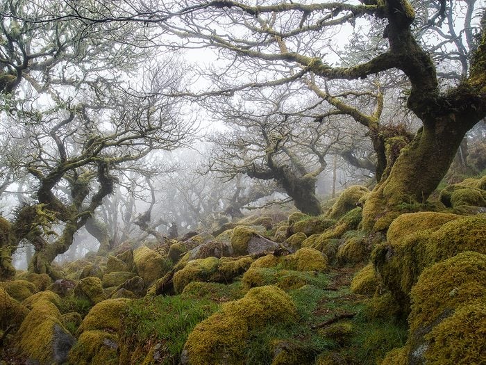Wistman's Woods is one of the world's haunted forests.