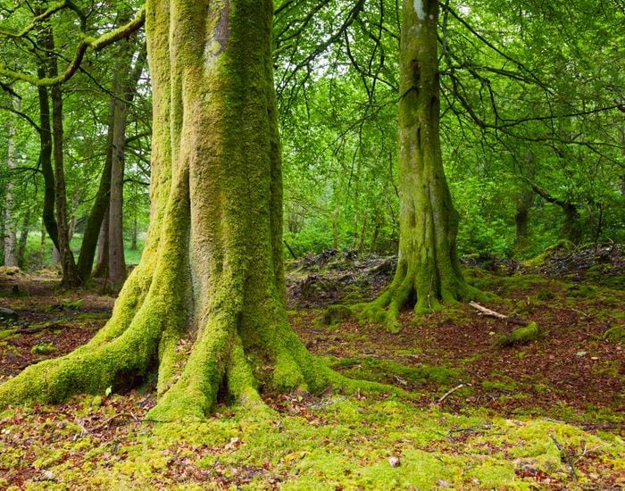 Haunted Forests: Doon Hill, Scotland
