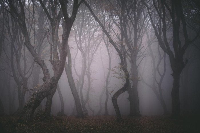 Haunted Forests: Hoia-Baciu Forest, Romania.