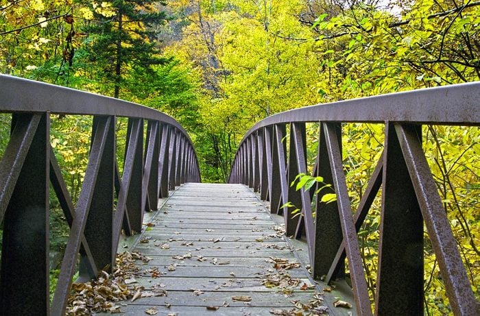 Haunted Forests: The