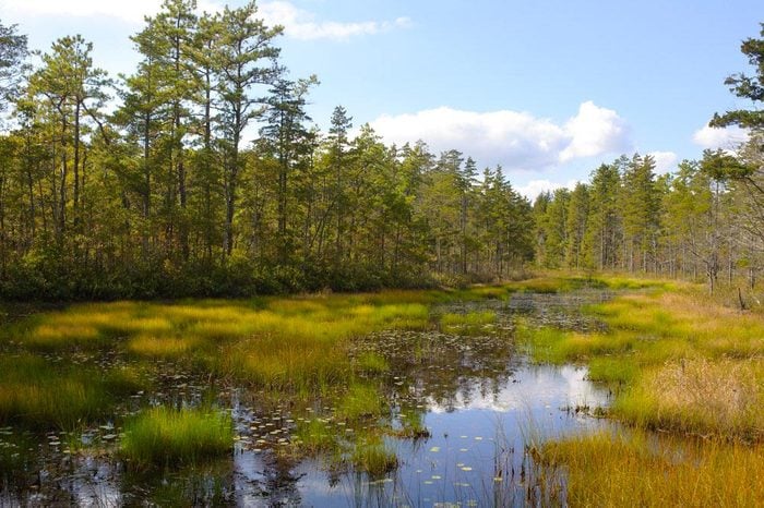 Haunted Forests: Pine Barrens, New Jersey