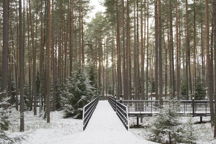 Haunted Forests: Smolensk Forest, Russia.
