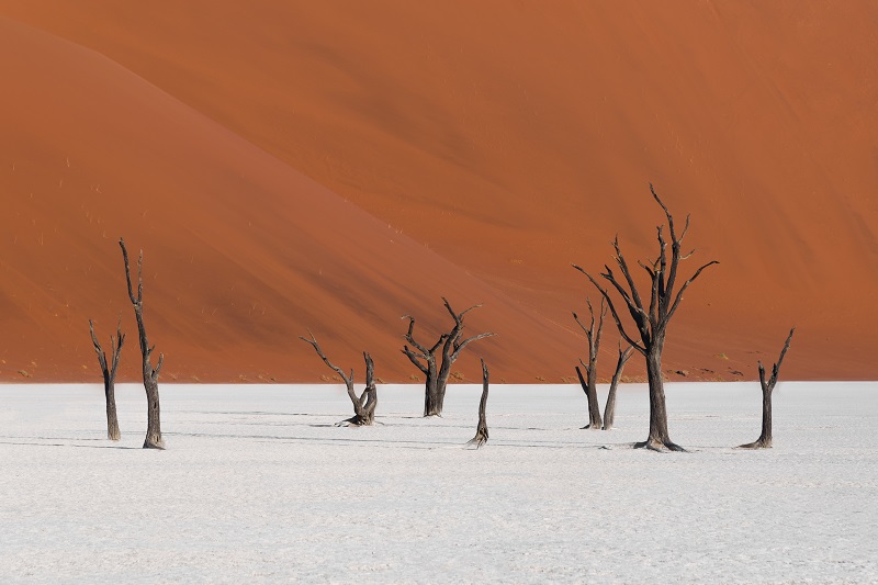 Fossilized trees in the Namib desert