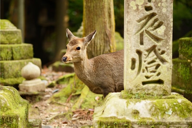Deer in Nara
