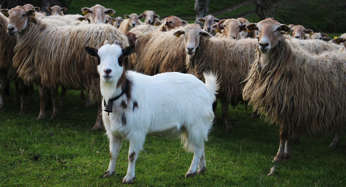 Herd in the Pyrenees