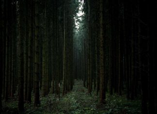The most terrifying haunted forests in the world