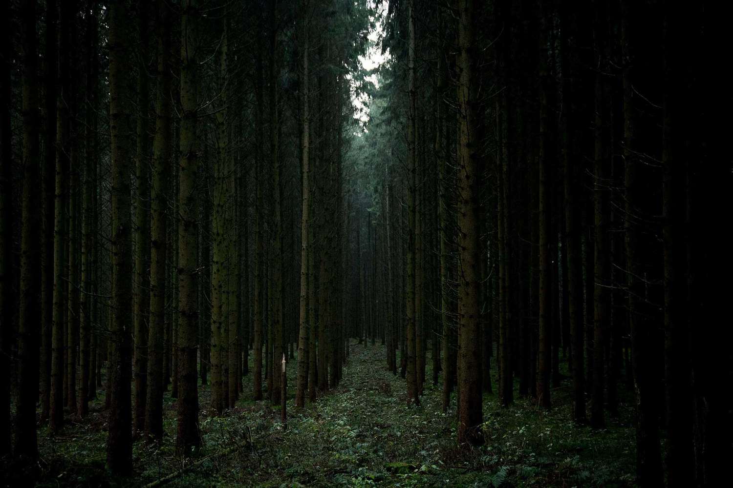 the-most-terrifying-haunted-forests-in-the-world-zumtrip