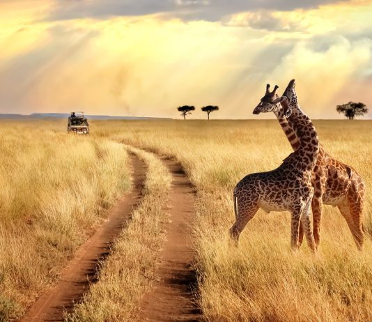 The 5 best safaris in Africa