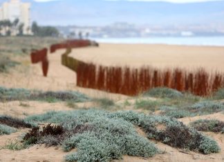 The ‘carobic’ of Elche is already a beach of dunes