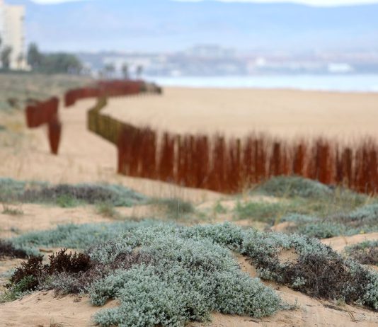 The ‘carobic’ of Elche is already a beach of dunes