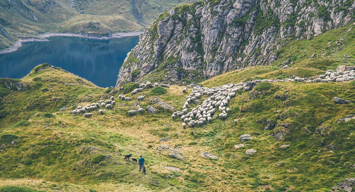 Herd of Goats in the Pyrenees