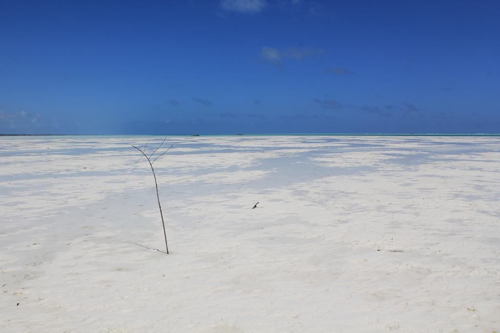 zanzibar beaches in tanzania